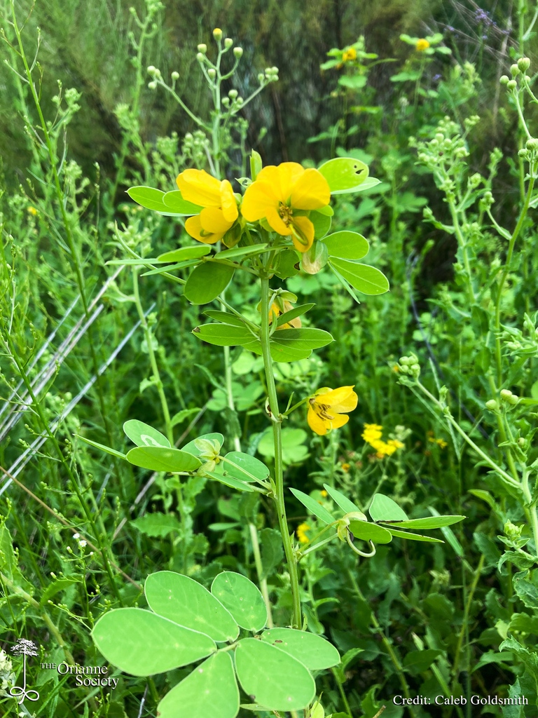 OrianneSociety's tweet photo. As summer ends, #wildflowers are in bloom across the sandhills! Take a look at what Caleb has spotted around The Orianne Society's Longleaf Stewardship Center.
#Orianne #CalebGoldsmith #LightingaMatch #conservation #nativeplants #flora #longleafpine #longleafsandhills https://t.co/Uxhk96nq9L