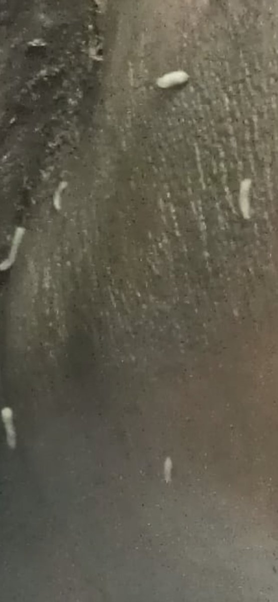 RMOlivaGuevara's tweet photo. Primer agua de tabaco que preparo para una miasis (genital y en cavidad uterina (por óbito)… 
La vdd, sólo lo había leído en los libros, pero nunca lo había hecho (ya sé, me falta barrio hospitalario, pero qué le hace, siempre hay una primera vez…😌) https://t.co/jJAOZ3dIhV