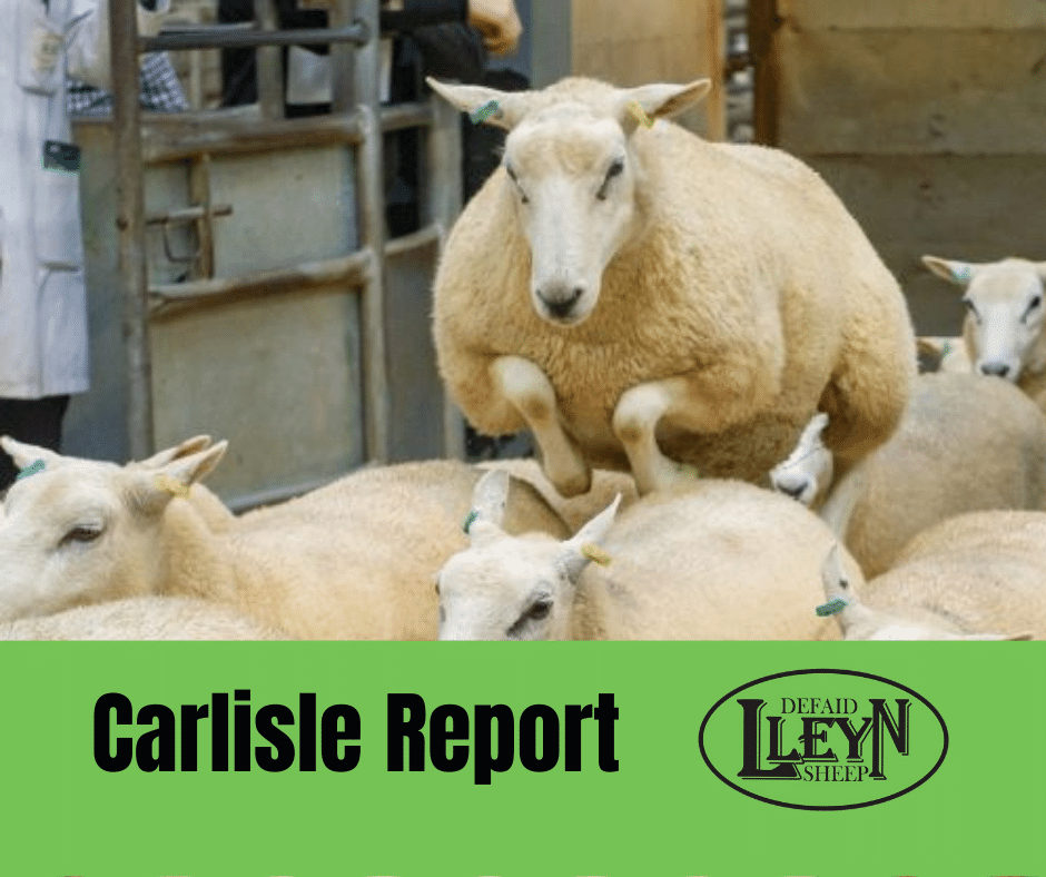 lleynsheep's tweet image. 💥REPORT FROM AN UPBEAT CARLISLE SALE IS AVAILABLE TO VIEW 💥

👉 lleynsheep.com/salesevents/sa…

📷 Please note photos will be added soon.... 📷

#sheepsold #qualitysheep #goodtrade #sheepfarmer #sheepfarming #pedigreesheep #commercialsheep