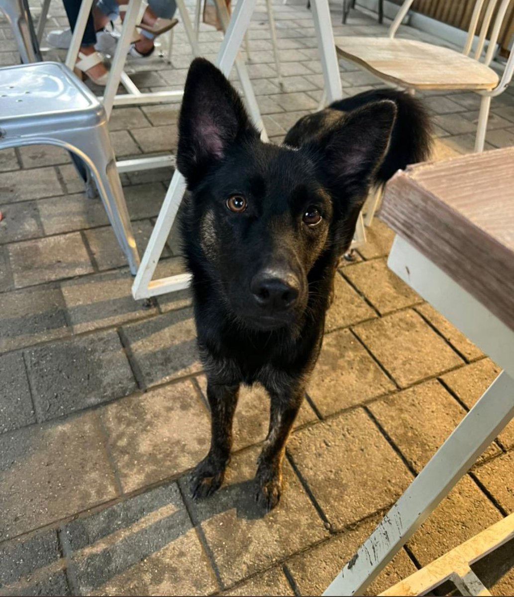 adrihcooper18's tweet photo. Una AYUDA #Medellín ❤️: a Cleo la dejaron en un parque de El Poblado junto a otro perrito. Su imagen la compartieron, pero nadie pregunta por ella. Que el color no sea un impedimento. La magia en tus manos: ayúdanos con un RT. Gracias. Info en el 3136947873. O con @susymadrig https://t.co/vWTlTPecIg