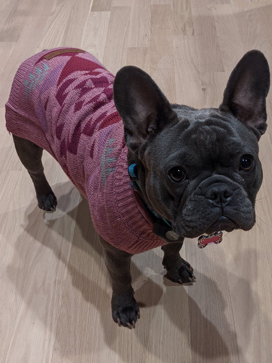 PiperTrace's tweet image. It's almost doggie sweater weather!! 
#DogSweater
#DogSweaterWeather
