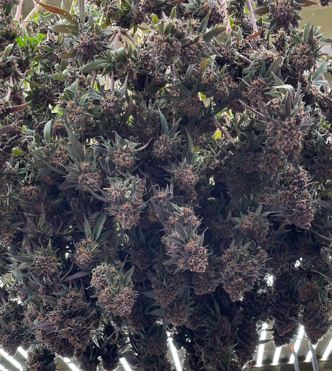ShopDankDrop's tweet photo. 1 of our favorites 😍🔥🍒 - Black Cherry Cheesecake #detroit420 #michigancannabis #caregivers #dankdrop https://t.co/40aXIbKCkd