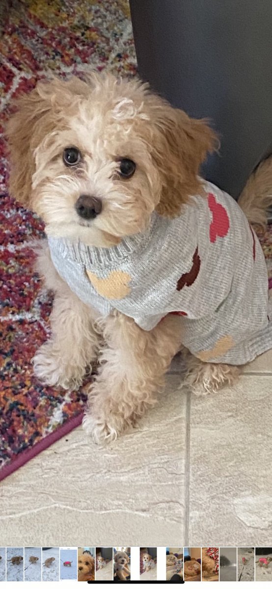 AmyD03583649's tweet photo. @dionnewarwick Daisy is ready for the cooler weather https://t.co/ahyNyE7PEV