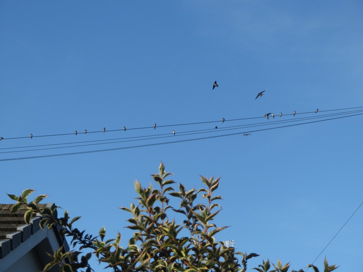 TLWforCumbria's tweet photo. Understandably, the swallows got together &amp; wisely decided to leave today, as the current government are coming to take the environment away.

What will you do?
#StopTheseTories https://t.co/HgyGMfvhMp