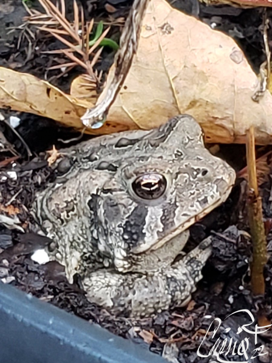 CassieJFox's tweet photo. #FridayFrogs The same Foggy went a courtin' in my flower pot. I'm Toadally amazed he has hung around in our flower beds. Been a few years since amphibians inhabited my spots. #Toads #Gardens #ToadAbode #FroggyFriday #CazFoxMedia #NaturePics @MsB0759 @Stonz_camp Tag Sarah &amp; Beans https://t.co/Gv7LyTbb1X