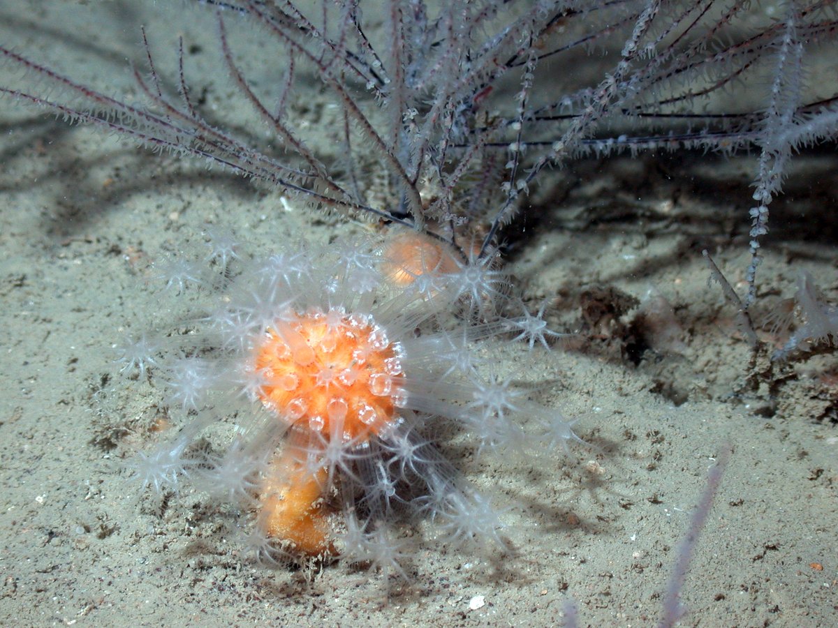 FGBNMS's tweet photo. O is for #Octocoral!
Octocorals have polyps with 8 feathery tentacles that protrude from a flexible skeleton. Sea fans are octocorals, but unlike other reefs, in @FGBNMS they are only found in the deeper #Mesophotic areas.
https://t.co/BSgq0BBxR0
#AlphabetDays https://t.co/NztoSQF258