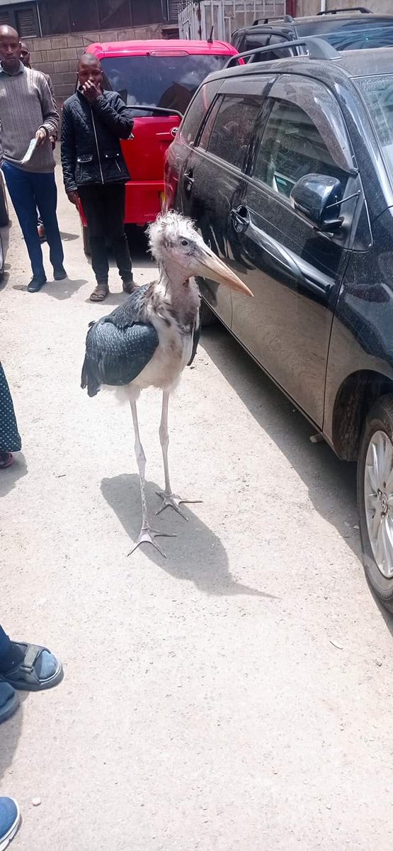 They are just roaming around the city without their home,now destroyed by Sakaja.