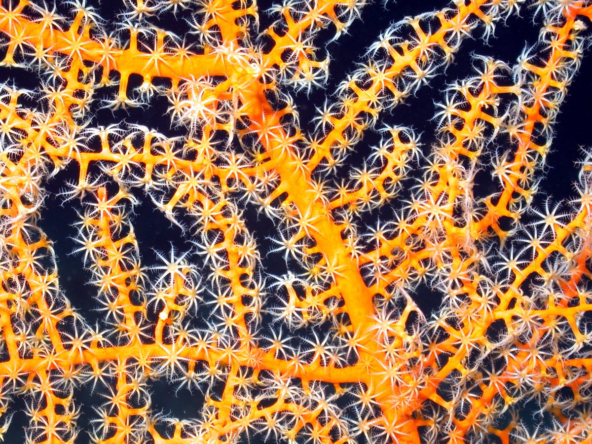 FGBNMS's tweet photo. O is for #Octocoral!
Octocorals have polyps with 8 feathery tentacles that protrude from a flexible skeleton. Sea fans are octocorals, but unlike other reefs, in @FGBNMS they are only found in the deeper #Mesophotic areas.
https://t.co/BSgq0BBxR0
#AlphabetDays https://t.co/NztoSQF258
