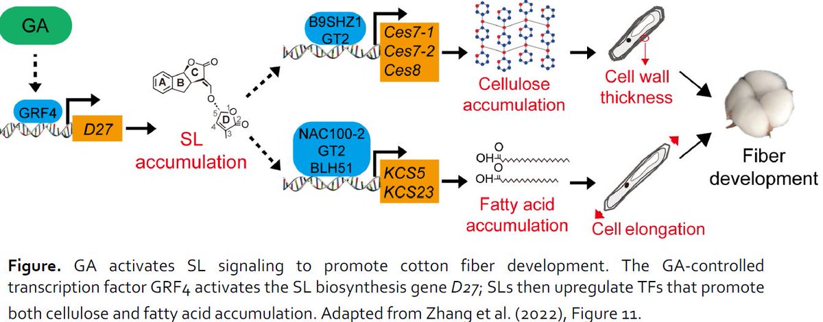 IN BRIEF:  Fiber up! Gibberellin–strigolactone crosstalk during cotton development (Marco Bürger <a href="/plantxray/">Marco Bürger</a>) <a href="/ASPB/">ASPB</a> #PlantSci doi.org/10.1093/plcell…