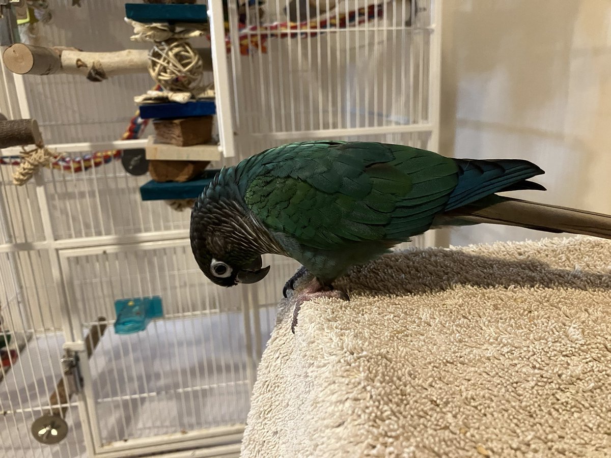 We interrupt your regularly scheduled programming to bring you this Peet Check™️