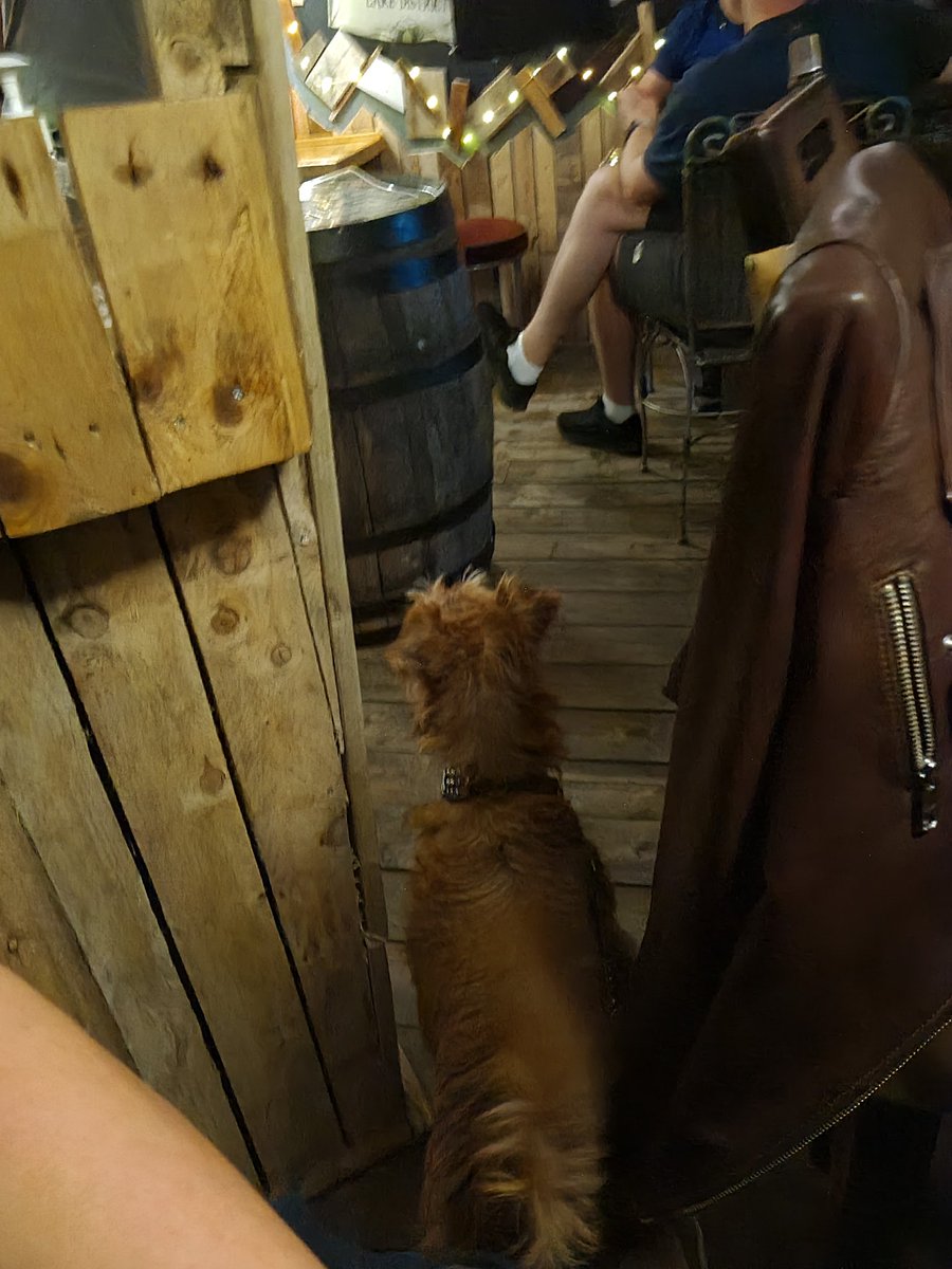 wesley_terrier's tweet photo. On my holibobs in Keswick, they love dogs here, locals love me, lots of attention ,best holibobs ever and its only the 1st night, no stout yet though 🐕🇮🇪 https://t.co/iPiGwsdG7C
