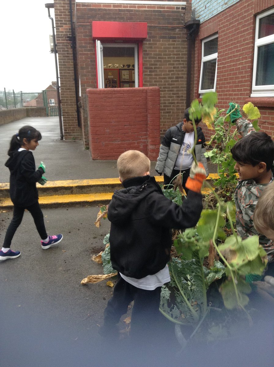 FlanshawJIN's tweet photo. In gardening club this week we welcomed our new members. We made a start on clearing the raised garden beds and preparing them for winter #activeants #successinlife https://t.co/LJuGRNSg35