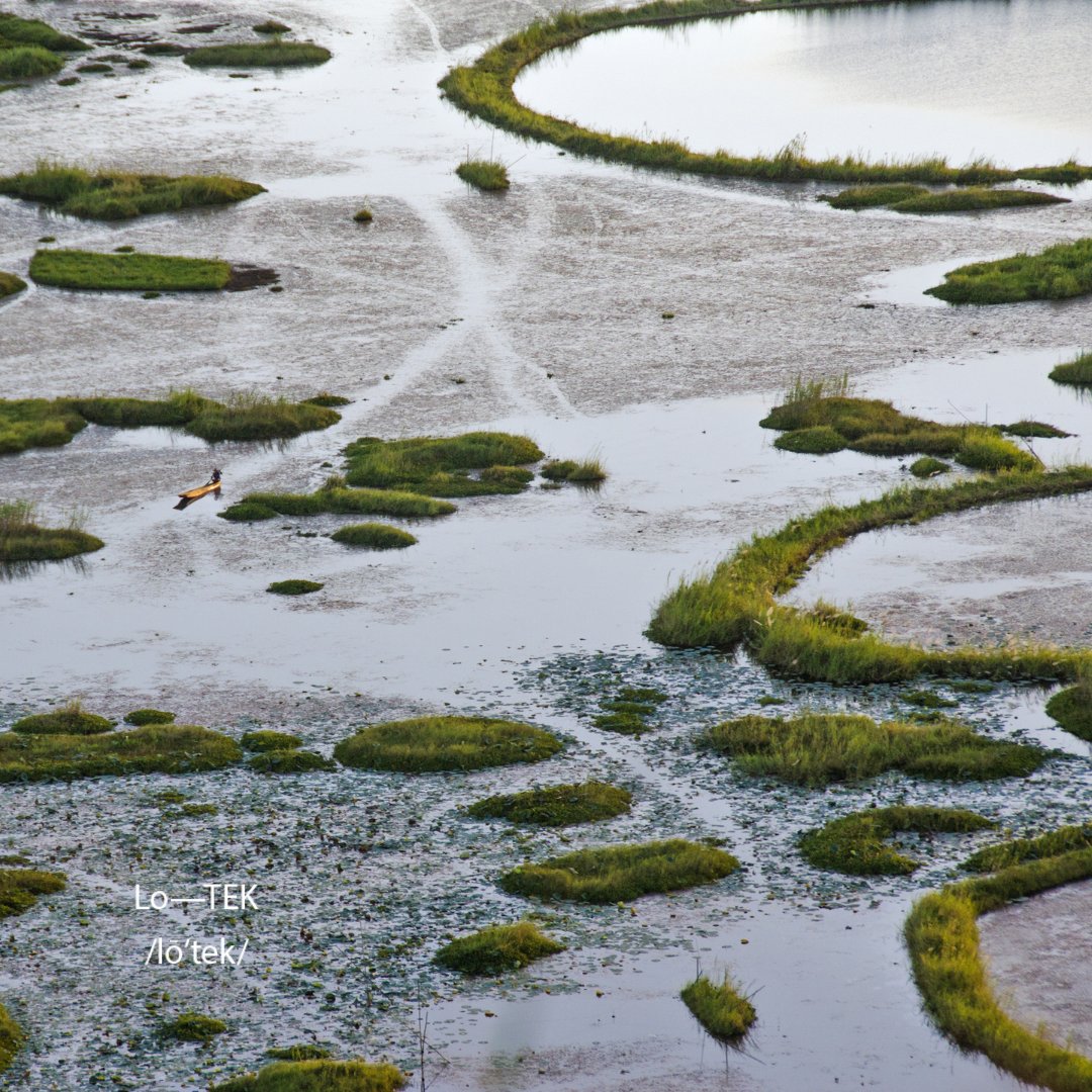 #LoTEKWater The Phumdis of the Manipuri people on Lake Loktak in India form a floating meadow system of  vegetation, decomposing matter &amp; black soil. These fish farming infrastructures recycle nutrients, purify water, recharge groundwater &amp; control runoff. Photo: Adobe © Somnath