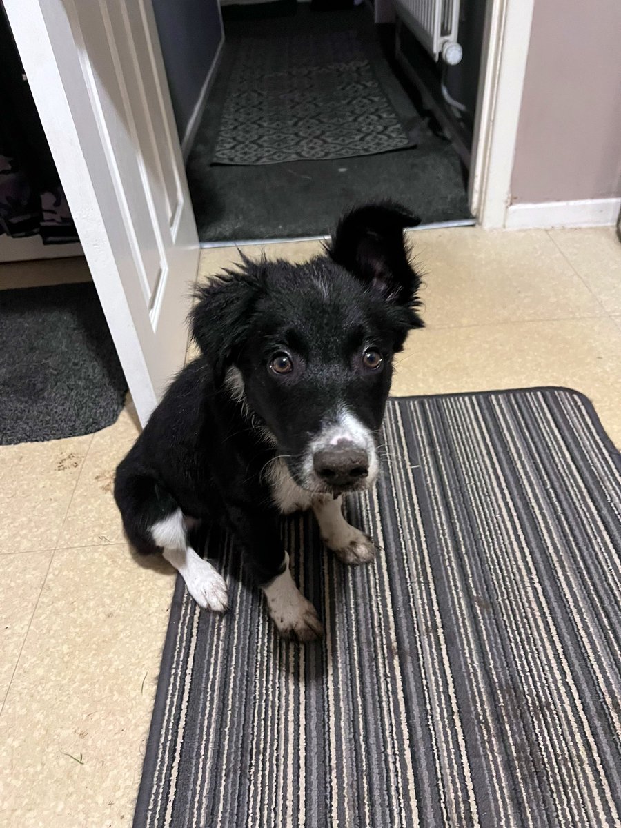 KimHorsley3's tweet image. Much easier to have a good dig when it’s raining, and you’re almost invisible in the dark. 
Can’t wait to show Mam my work in the morning 😁