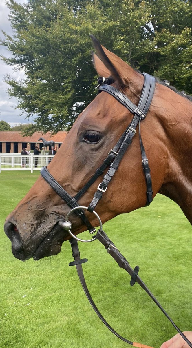 Gallop Racing tweet media