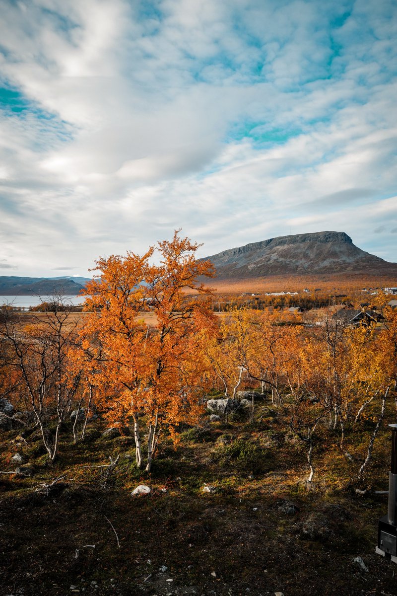 ValtteriBottas's tweet photo. It’s called Ruska 🍂🍁

When the nature sucks the nutrients out of the leaves in preparation to survive the hardcore arctic winter 🇫🇮

#VB77 @tiffanycromwell #finland #lapland #ruska https://t.co/Z7jkgL1w4f