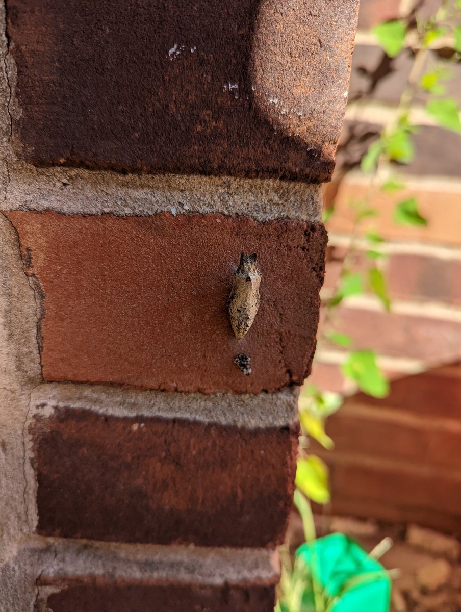 Jessica Glover (@k4montystem) on Twitter photo Exploring, observing, and collecting in our OHES courtyard garden with Mr. Sletteland and Ms. Ware classes. <a href="/MONTYOHES/">OHES Admin</a> Exploring, observing, and collecting in our OHES courtyard garden with Mr. Sletteland and Ms. Ware classes. <a href="/MONTYOHES/">OHES Admin</a>