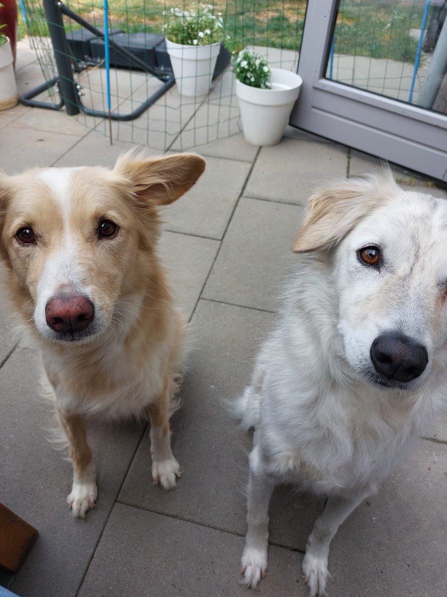DeRavissante's tweet photo. Deze twee bijzonder mooie en lieve honden zijn Abby en Hummer. Ze zijn 11 jaar en zoeken een nieuwe eigenaar met veel ruimte en zonder andere dieren. Zeer toffe honden voor de ervaren hondeneigenaar. 

RT = liefffffffffff https://t.co/KLJIRz51Za