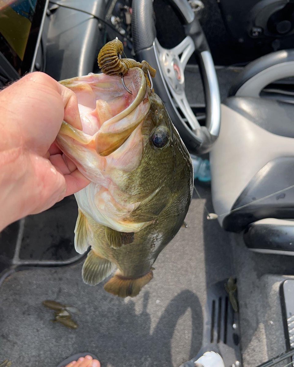 MISSILE_BAITS's tweet photo. It’s #flippingfriday! Hayden Scott, with a stud on the D Bomb! What baits have you been flipping lately? 🎣
#flippingfriday #missilebaits #bassfishing #texasrig #dbomb https://t.co/DOQc6lH6vQ