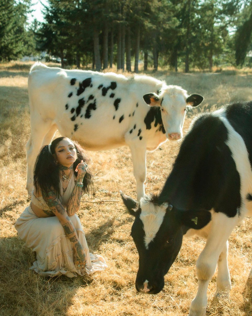 TAYLOR WHITE on Twitter: "RT @taylorwhitetv: 🐄🌲☁️