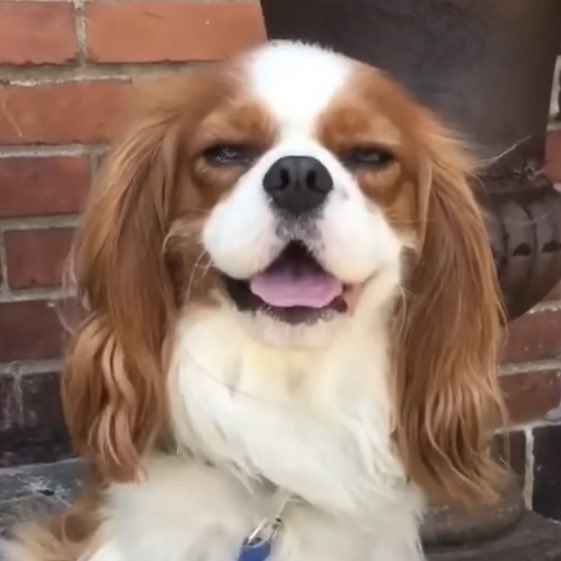 louis as dogs (@iouisdoggies) on Twitter photo 