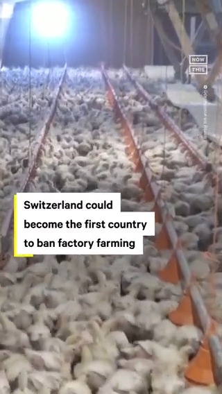 A proposal that would ban factory farming in Switzerland is set to ...