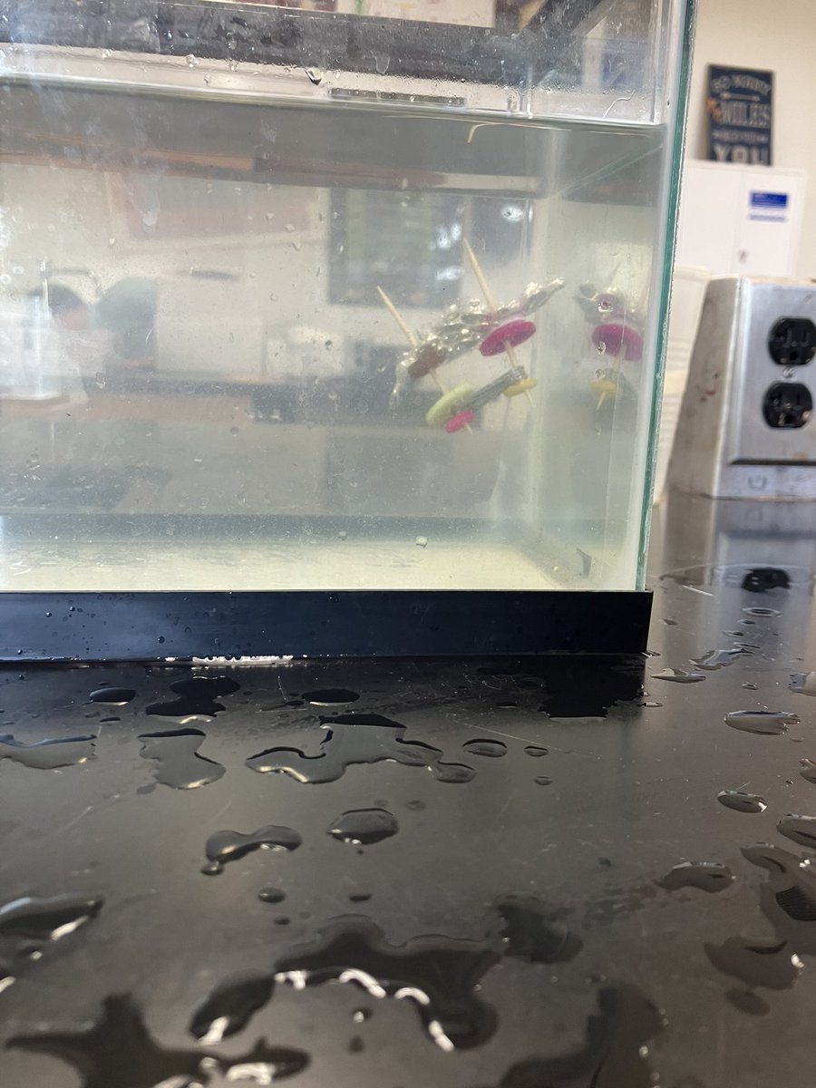 NorthScience's tweet image. This week Mr.Silvestri’s science class explored the properties of density by creating their own objects to stay suspended in the water with various materials provided to them. #mtpssci #mtpspride