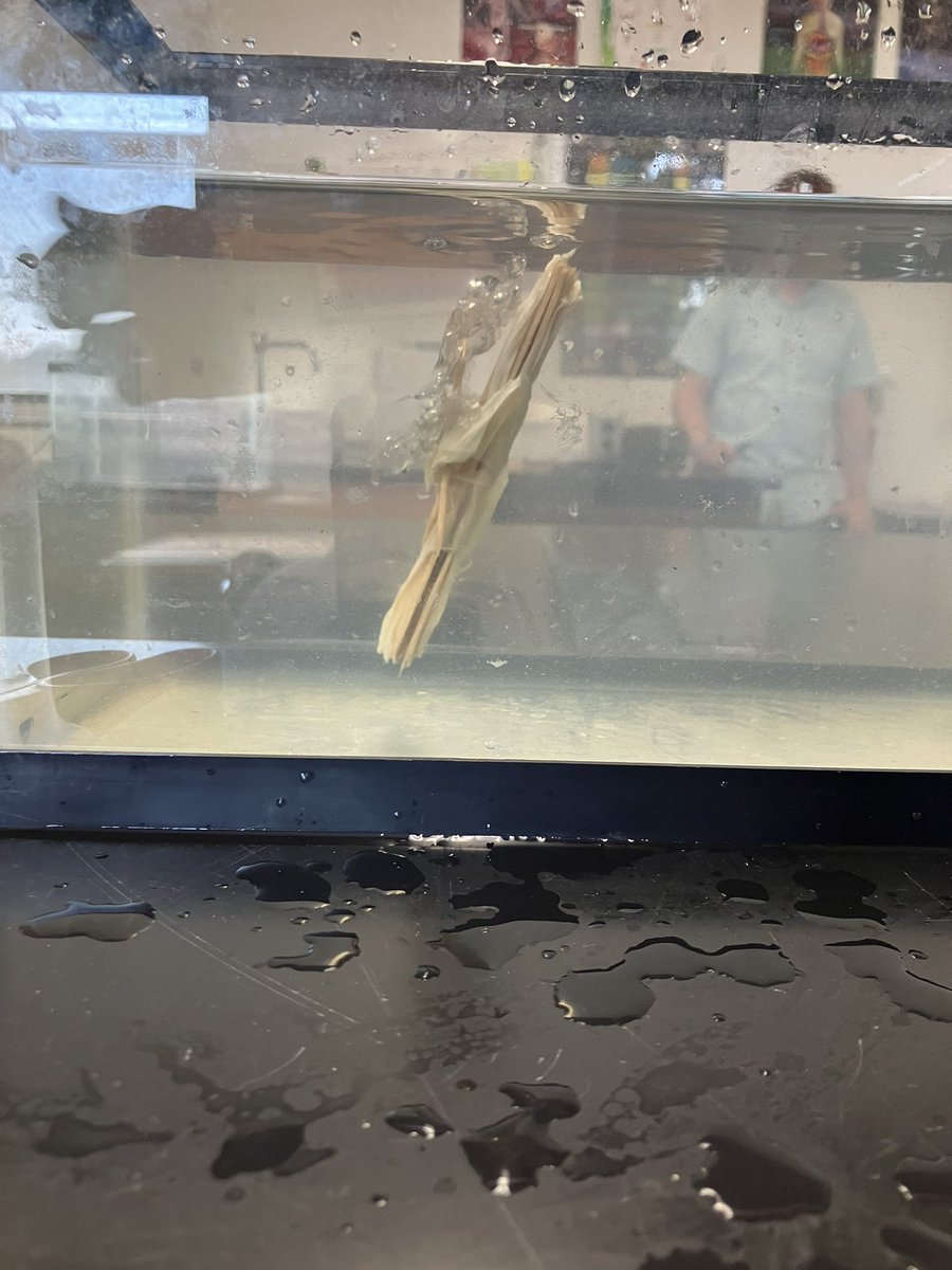 NorthScience's tweet image. This week Mr.Silvestri’s science class explored the properties of density by creating their own objects to stay suspended in the water with various materials provided to them. #mtpssci #mtpspride