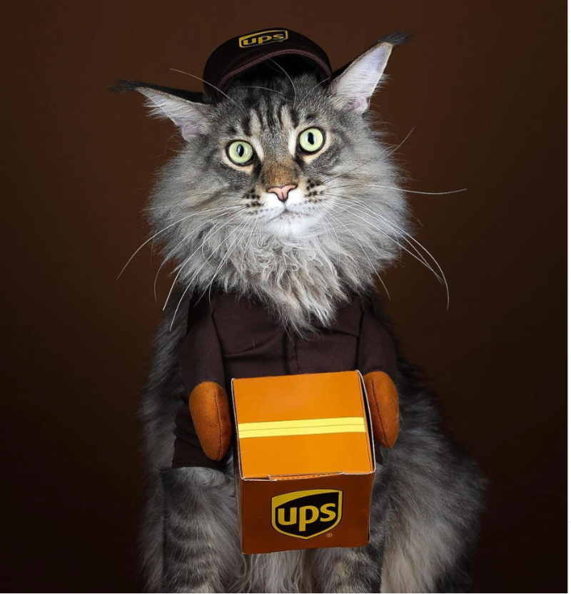 UPS's tweet photo. No litter in THIS box ๐ป
๐ท: @iamjeremymoss
#UPScats #catsofinstagram #deliverycat https://t.co/1BxCBFoF9s