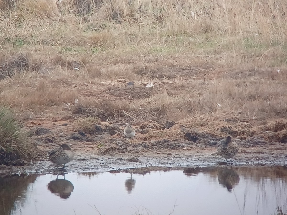 Swallow Birding & Wildlife (@swallowbirding) on Twitter photo Great first day leading walks for the BIG COUNTY BIRDWATCH with <a href="/ESBR_Essex/">Eat Sleep Bird Repeat</a> Lots of good birds incl PEC SAND, JACK SNIPE, RT DIVERS, COM & SANDWICH TERNS, GREY WAGS, COM SCOTER and lots more. Here's a dodgy didgy of the Holland Haven Pec Sand. #BCBW22 #birding Great first day leading walks for the BIG COUNTY BIRDWATCH with <a href="/ESBR_Essex/">Eat Sleep Bird Repeat</a> Lots of good birds incl PEC SAND, JACK SNIPE, RT DIVERS, COM & SANDWICH TERNS, GREY WAGS, COM SCOTER and lots more. Here's a dodgy didgy of the Holland Haven Pec Sand. #BCBW22 #birding