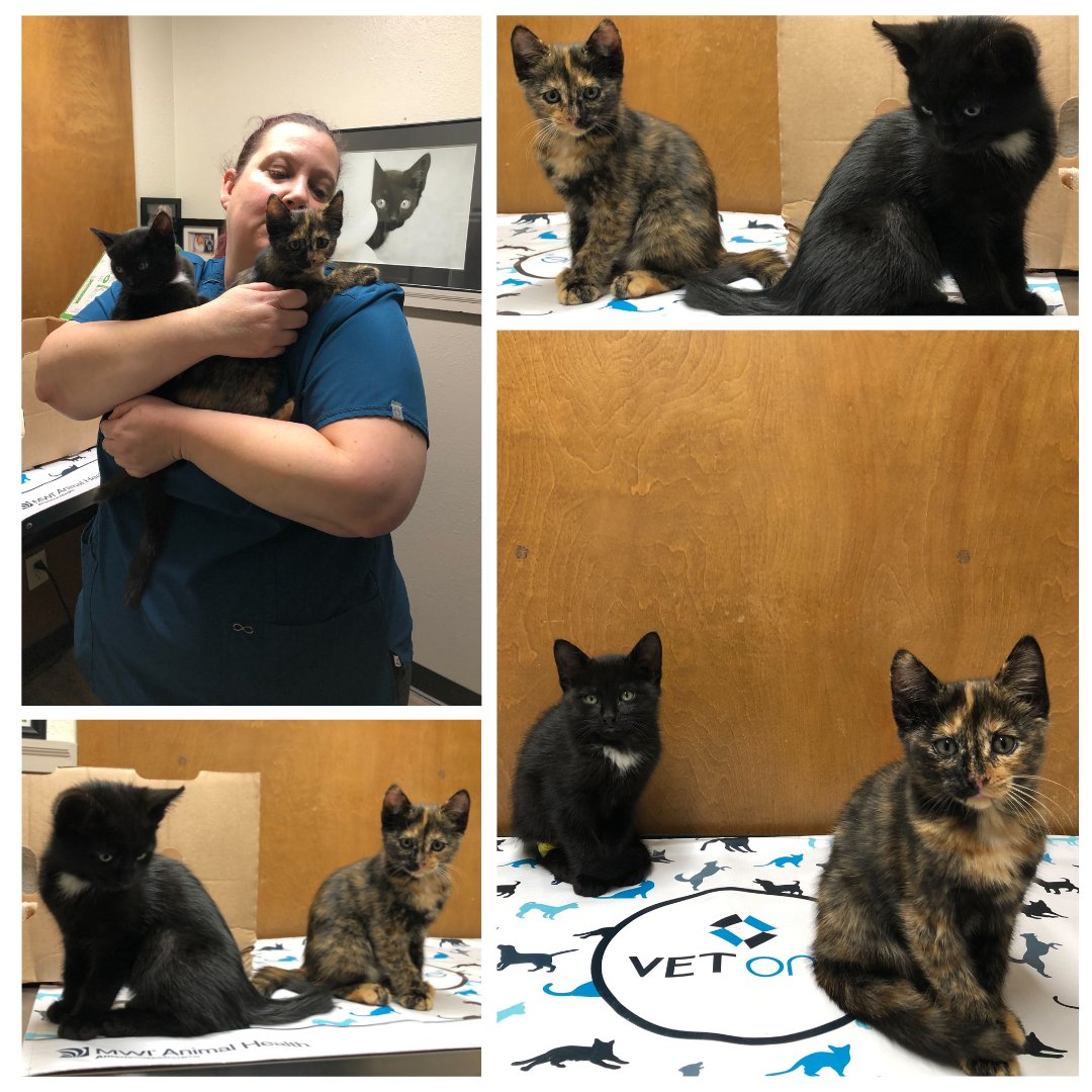 BothellPetHosp's tweet image. Licorice and Smokey getting their first exam. We can't wait to see how well you grow. #bothellpet #bothell #catsofbothell #meow #kittens #weloveourclients #weloveourstaff
