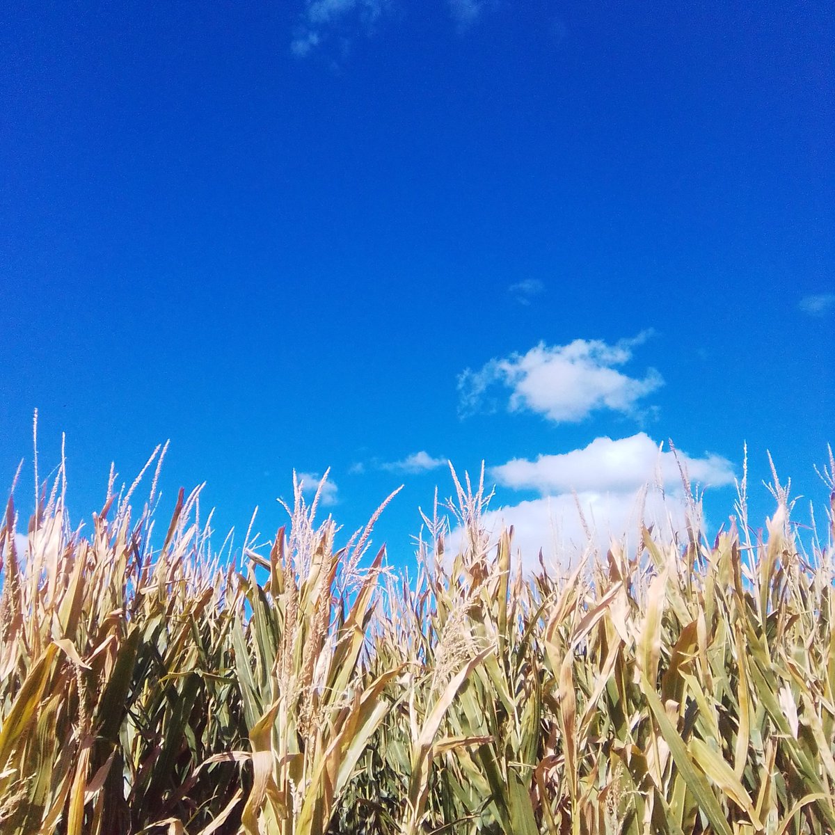 KatieChadPhoto's tweet photo. If you listen closely, you can hear the corn grow

#blueskies #ruralphotography #easternWA #photography https://t.co/6vhznx0c3V