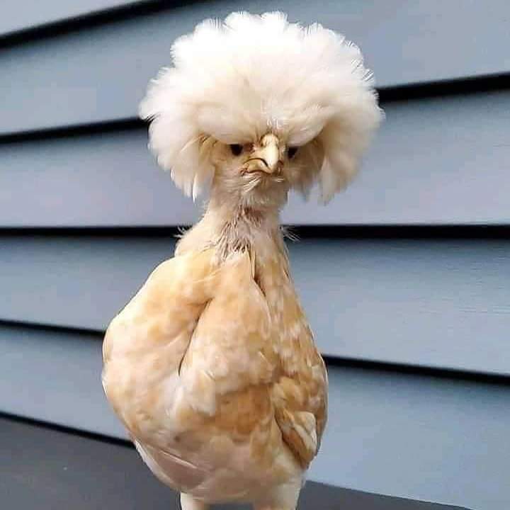 BotFinderUK's tweet photo. Liz Truss denies being a chicken...#ChickenTruss https://t.co/9Wy7usmalq