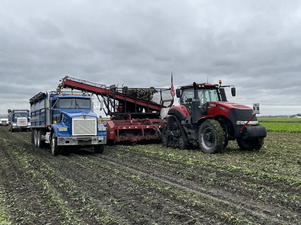 The largest region in the U.S. for sugar beet production is in the Red River Valley.  Minnesota producers grew more than 12 million tons of sugar beets in 2021, a third of the U.S.’s total harvest! #MNAgAttachéTour