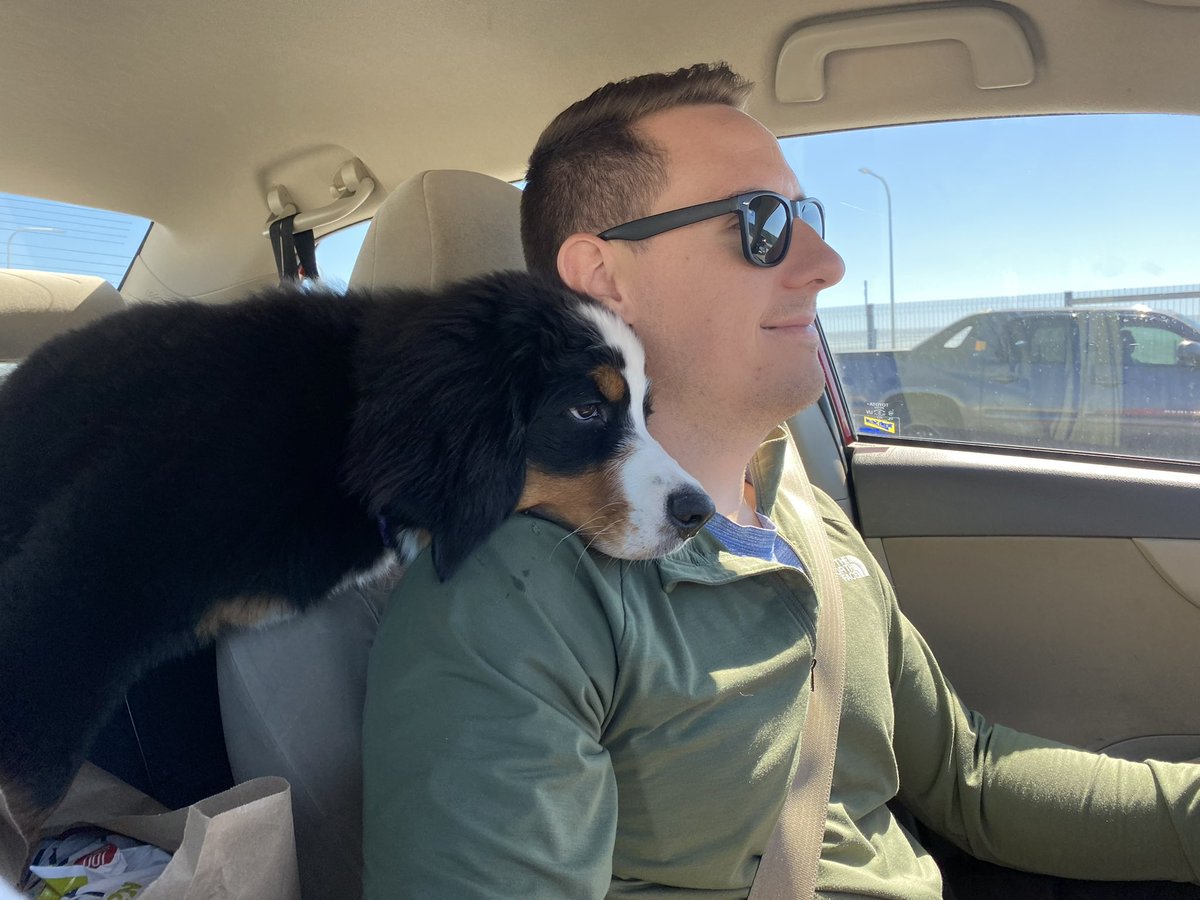 genevatheberner's tweet photo. Backseat? What’s that? 🤨🥸 
#gooddog #dogsoftwitter #bernesemountaindog https://t.co/qjYn885035