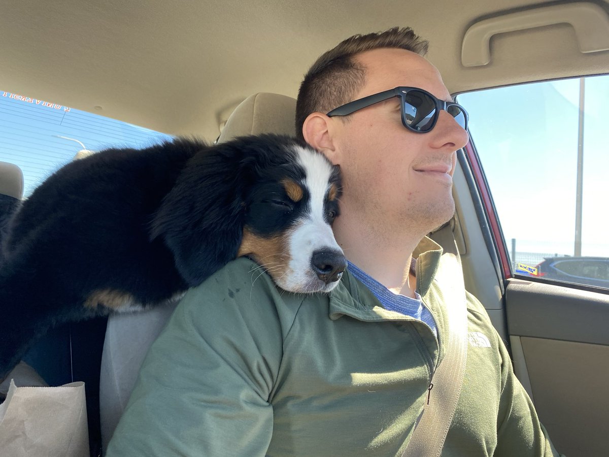 genevatheberner's tweet photo. Backseat? What’s that? 🤨🥸 
#gooddog #dogsoftwitter #bernesemountaindog https://t.co/qjYn885035