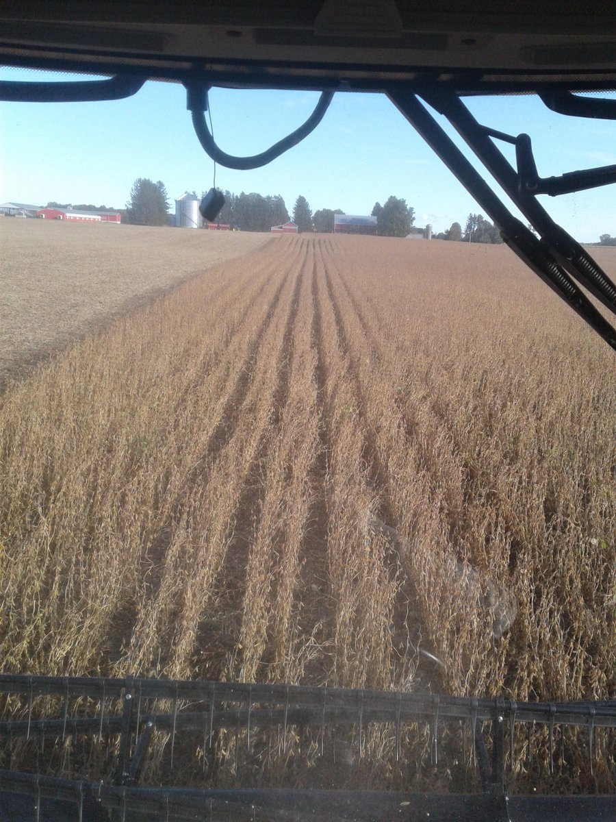 Miccer's tweet photo. Nice to get a start at some soys, DKB 14-65 #ontag 
@BrenairRick https://t.co/aWTLIcJcBP