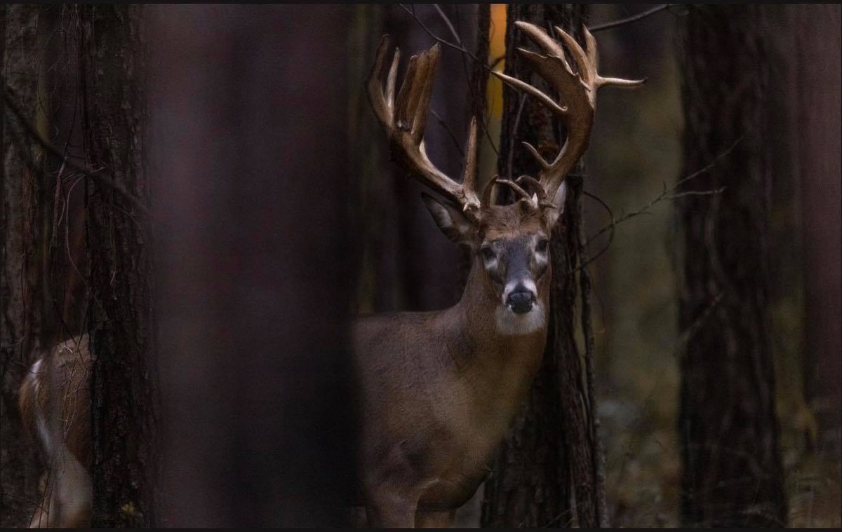 SBLest2013's tweet photo. BEAST.
πΈ Ed Wall
#SoggyBottomLodge #Shack33 #Alabama #WhitetailDeer #DemopolisAL #DeerHunting #MobileAL #ThomasvilleAL #TuscaloosaAL #BirminghamAL #WhatGetsYouOutdoors https://t.co/4fRla2l9VK
