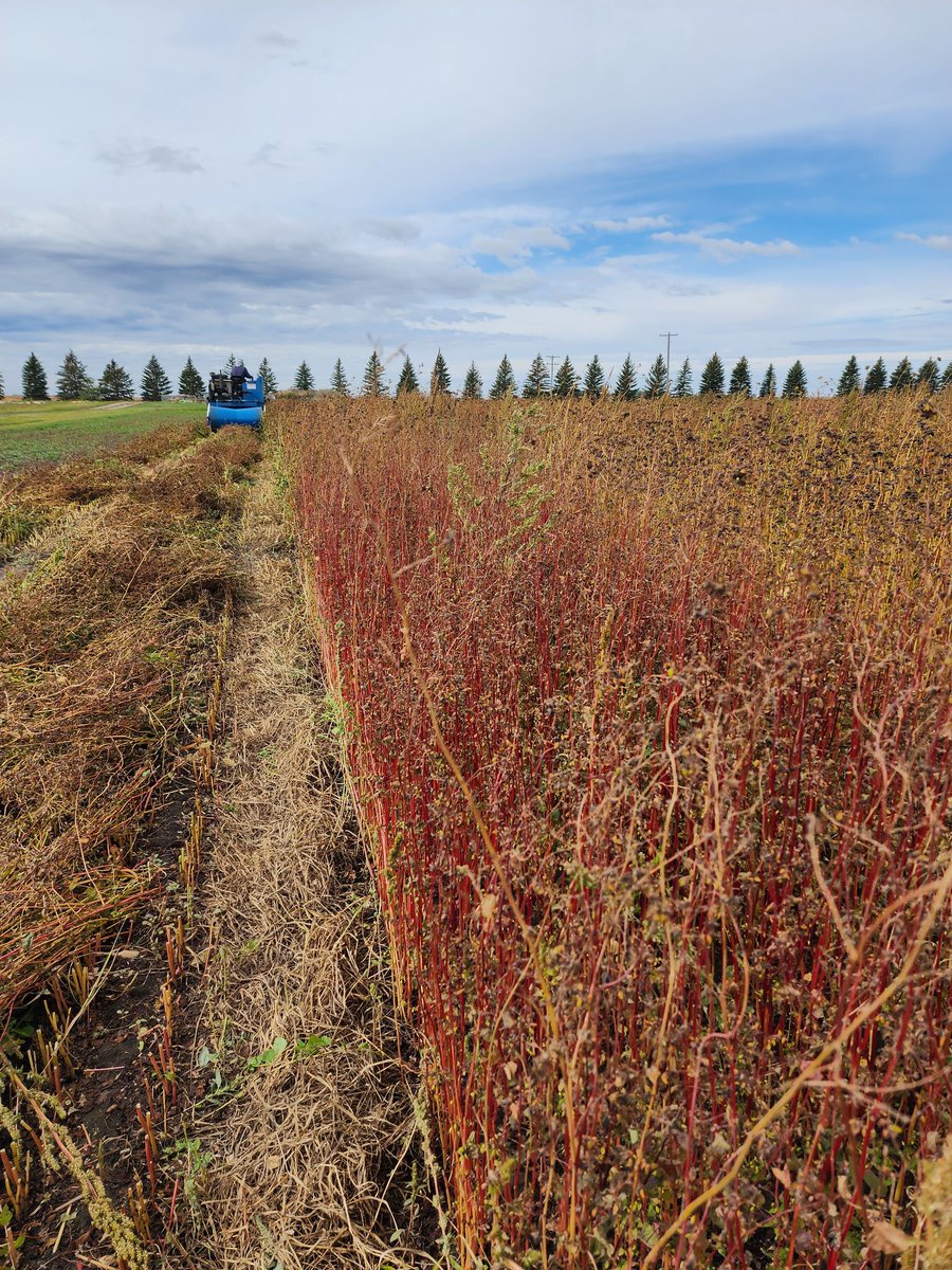 Buckwheatgal's tweet photo. It has been a beautiful and perfect day for #buckwheat #swathing at the Carrington Research and Extension Center!! Couldn't thank enough Steve Zwinger and Steve Schaubert for all the help and support!! #plantbreeding #HappyFriday #FilledWithGratitude @PhDVoice @AcademicChatter https://t.co/pwVq39HnsZ
