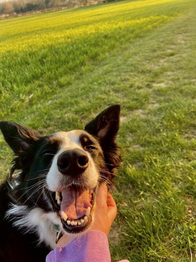 MDisco71's tweet photo. @HartCollie Cant imagine she was scared of her own shadow 😍 https://t.co/LAKbS1CunH
