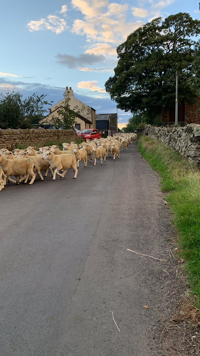 Dipping sheep kind of day