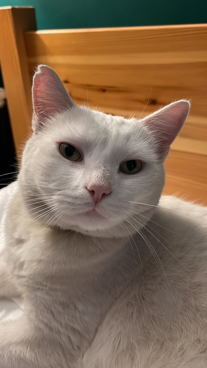 Missing kitty found!  He got locked in the boat shed during storm prep.  Resting comfortably with a full tum.