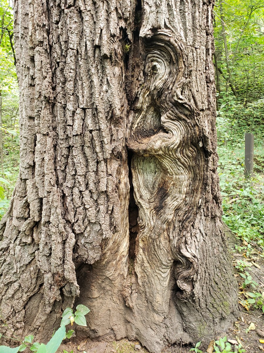 There are exceptionally large black walnut growing in southeastern Minnesota and some exceptionally large cankers on them