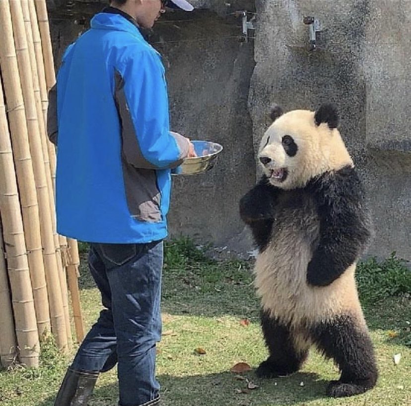 POV: you trying to explain to someone your clothes are literally made of bamboo.