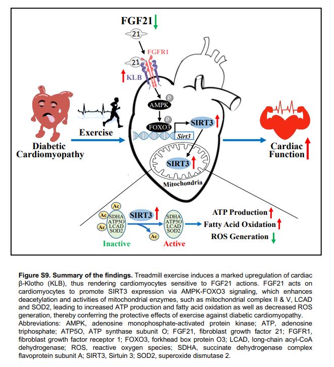 CircAHA's tweet photo. #OriginalResearch: Exercise is an effective intervention in #DiabeticCardiomyopathy. Cardioprotective effects may bemediated through the FGF21-SIRT3-axis @Qizhou @GengLeiluo #AHAJournals https://t.co/jlbIgxs7U6 https://t.co/uGYXZLStI1