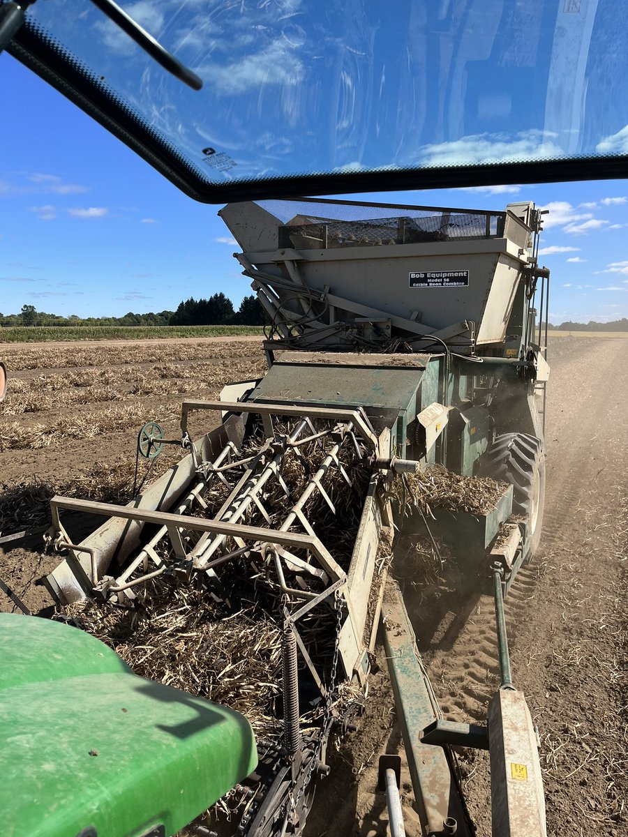 First time growing  Romano beans, pleased with the results!