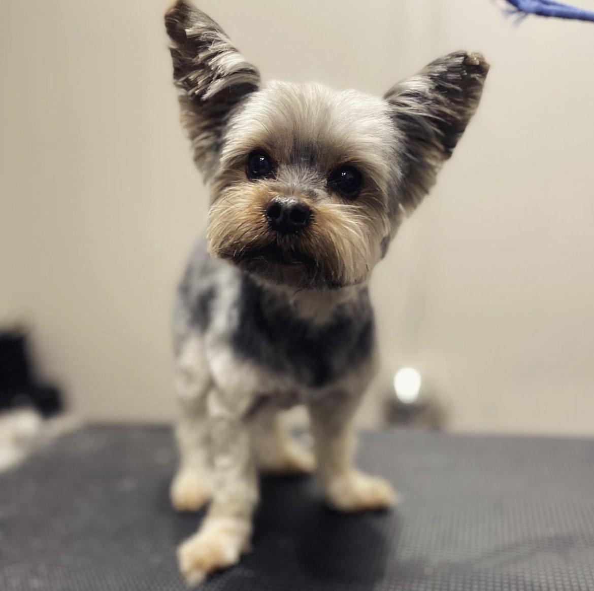 Looking all dapper now thanks to Bubbles Dog Grooming and Spa ✂️🧼🐾

#dapper #lookingdapper #handsome #yorkie #yorkielovers #grooming #doggrooming #petgrooming #dogs #doglovers #doggos #adorablepup #bubbles #spa #bubblesdoggroomingandspa #flipside #flipsidepoint #huntingtonbeach