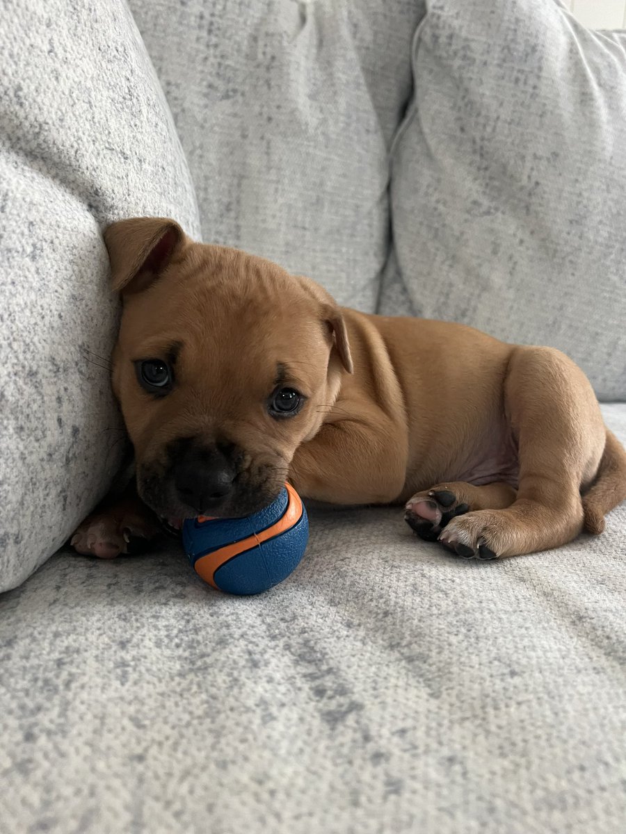 Michhss's tweet photo. Simply the best boy. 🤍 https://t.co/ivGEvDXaPH