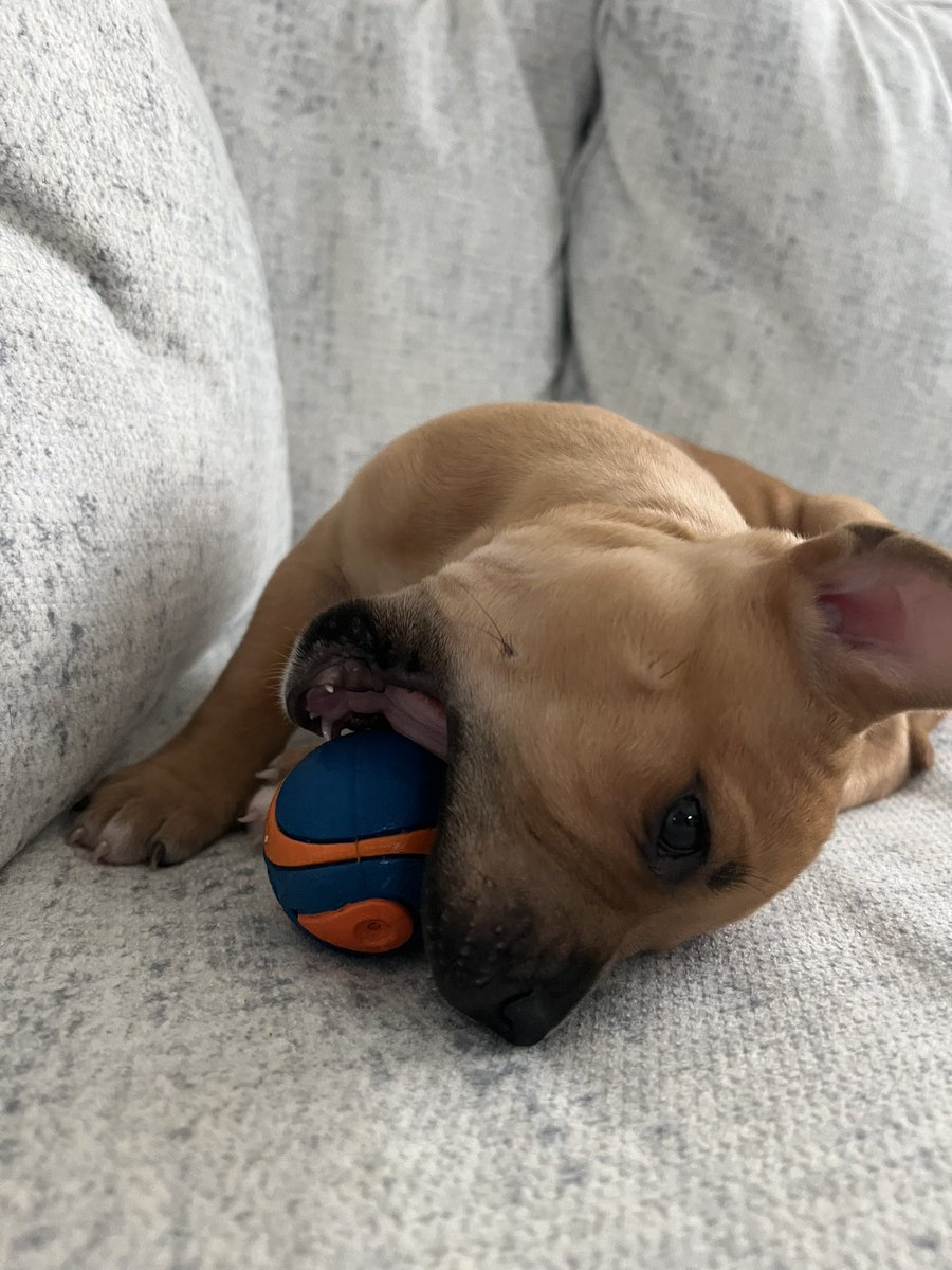 Michhss's tweet photo. Simply the best boy. 🤍 https://t.co/ivGEvDXaPH