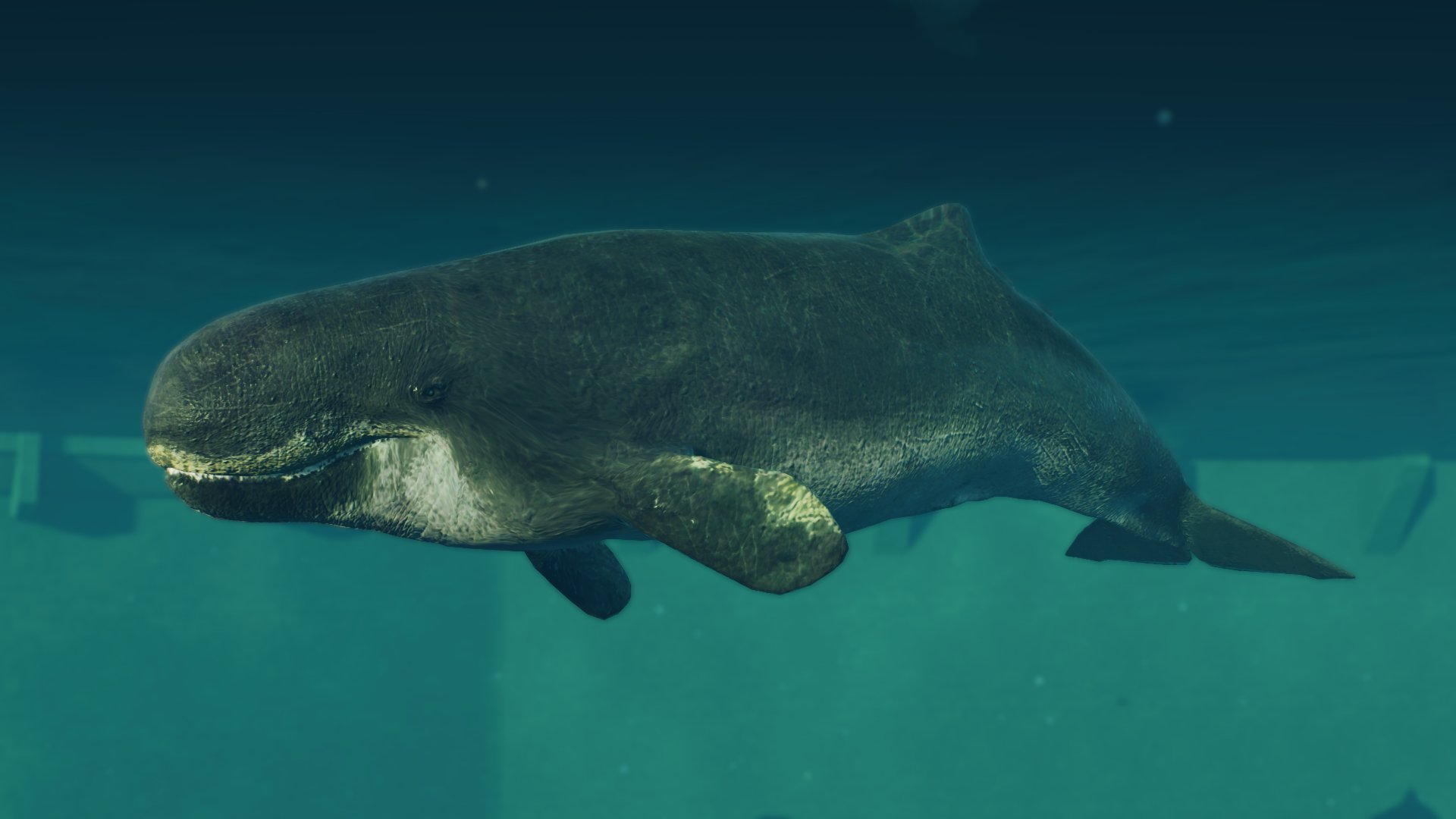 HyperSG on Twitter: "Behold, the true Killer Whale! Livyatan melvillei